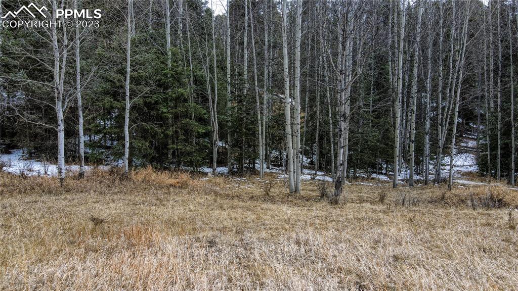 662 Spring Valley Lane Florissant, CO 80816 - Photo 5 of 25 a backyard of a house with lots of trees