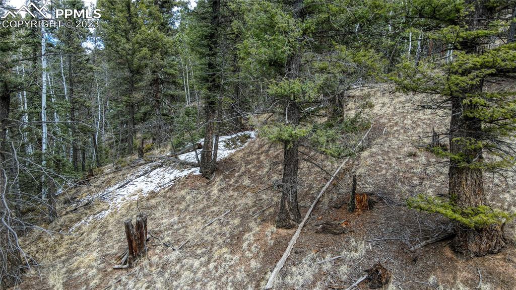662 Spring Valley Lane Florissant, CO 80816 - Photo 6 of 25 a view of a forest with trees in the background