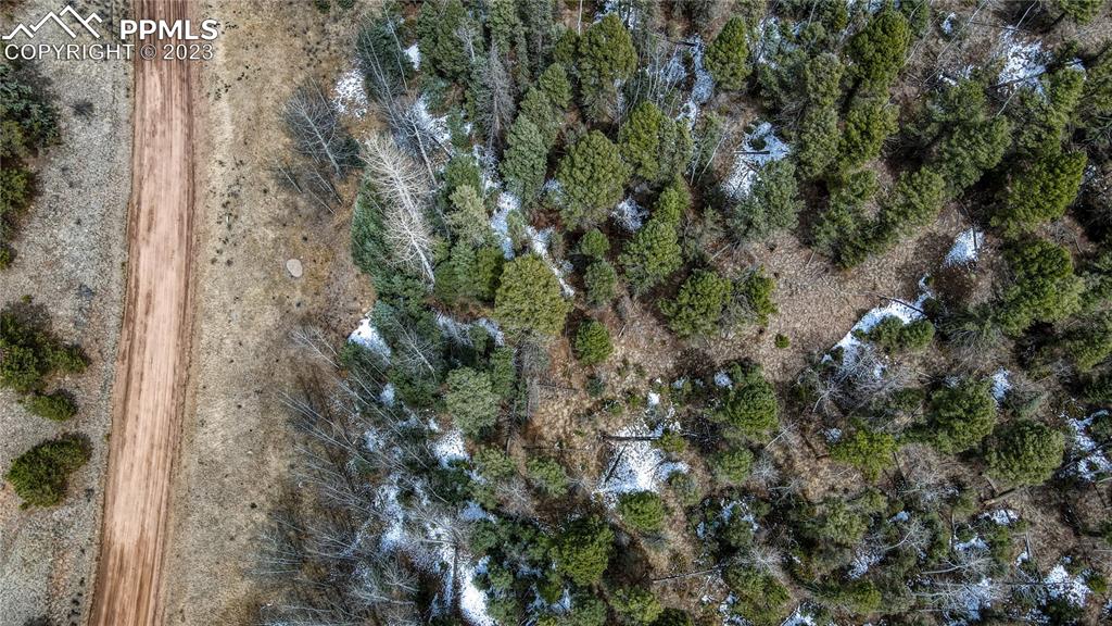 662 Spring Valley Lane Florissant, CO 80816 - Photo 10 of 25 a view of a forest with a tree