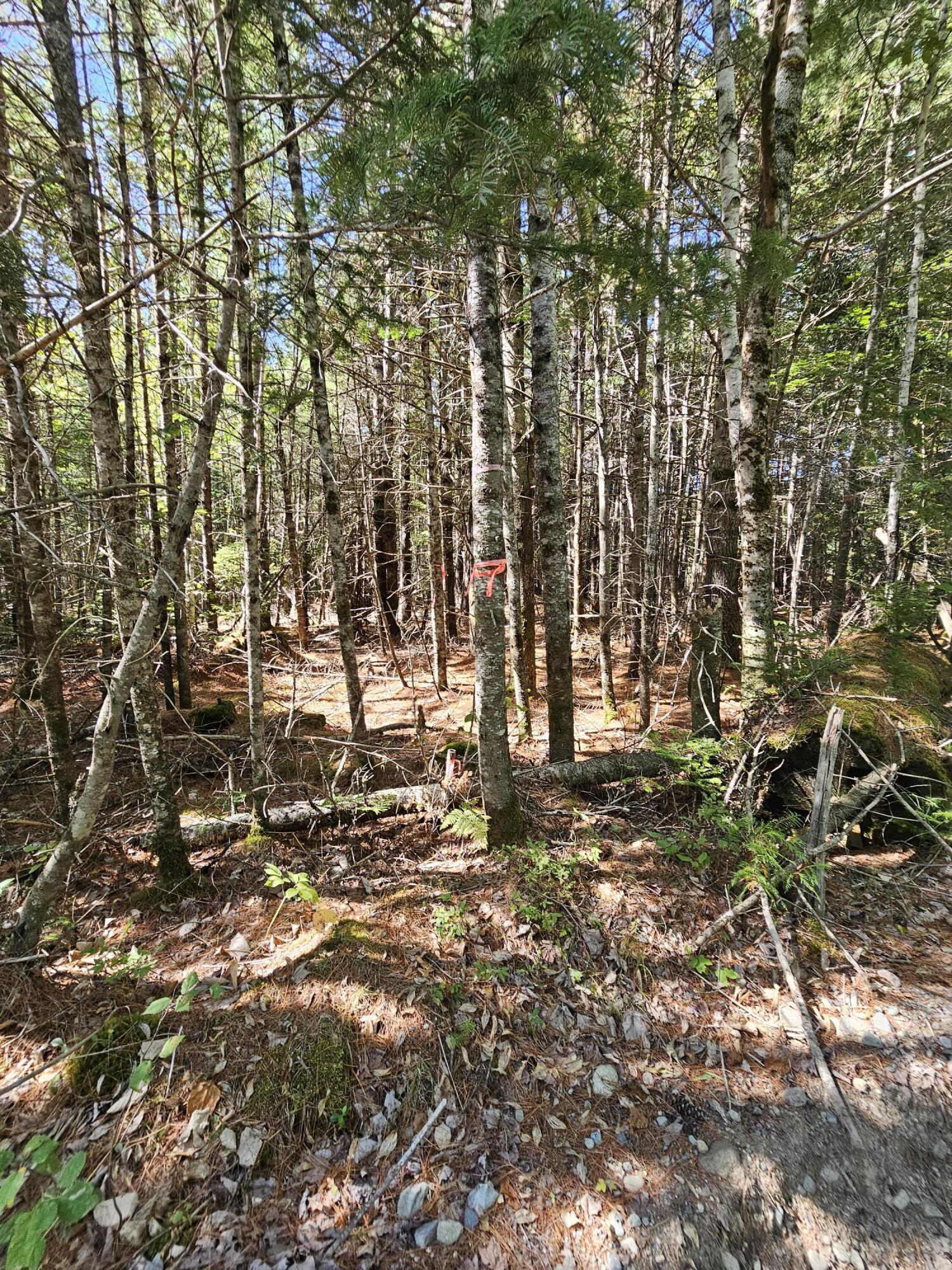 3-l 9 Off Eastern Ridge Road Northfield, ME 04654 - Photo 9 of 9