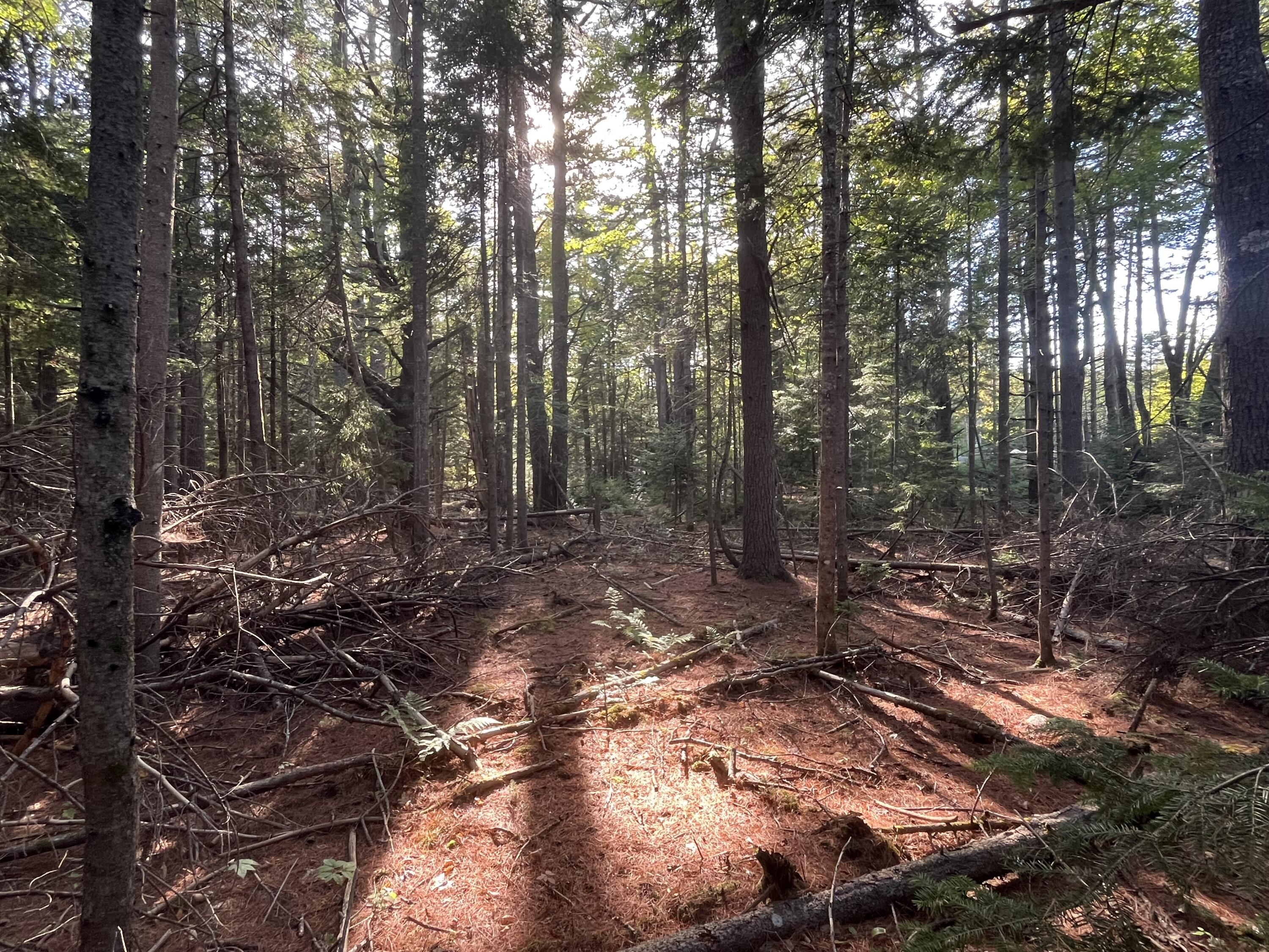75 Surry Lane Freeport, ME 04032 - Photo 3 of 7 plenty of sunlight