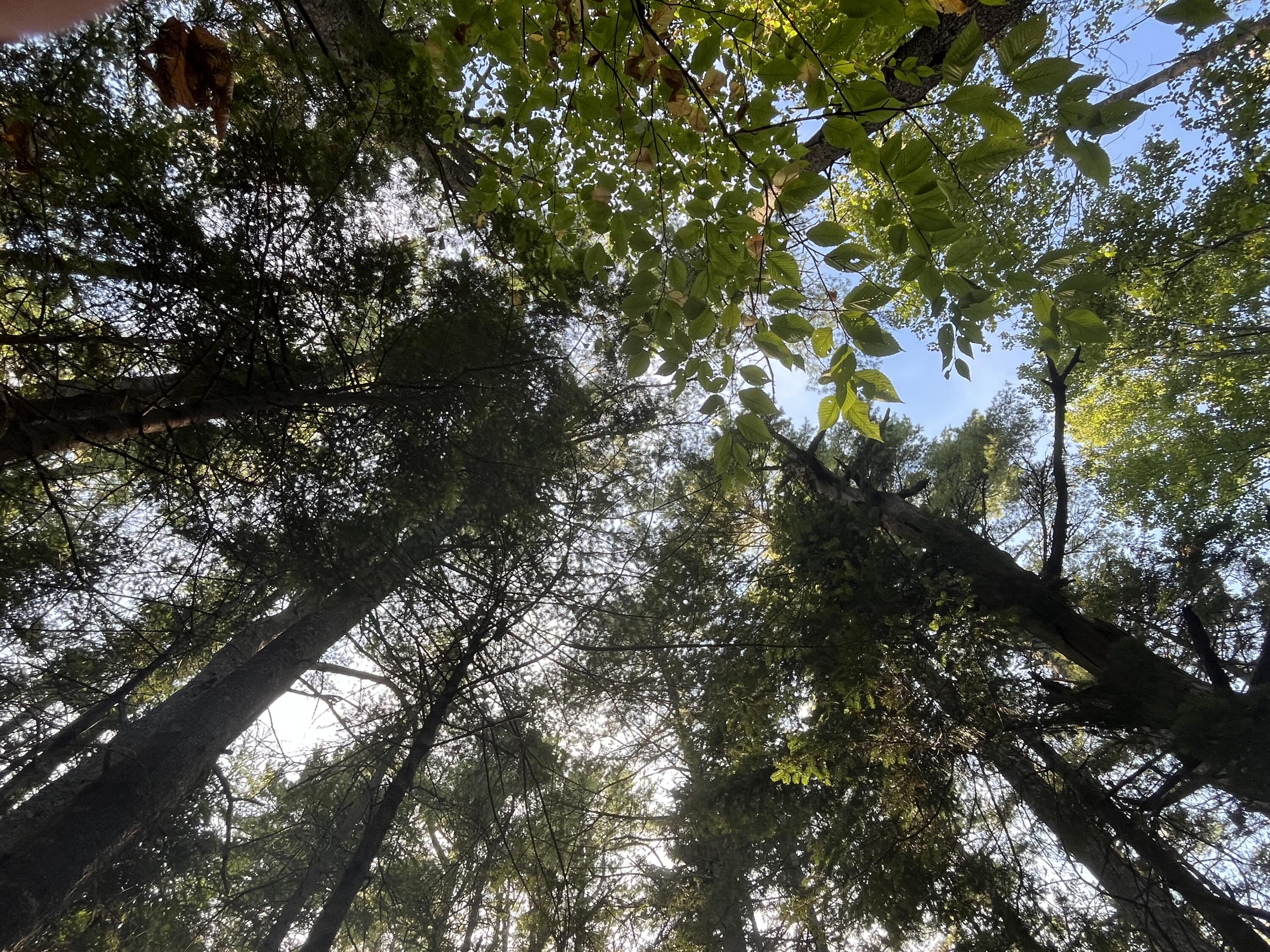 75 Surry Lane Freeport, ME 04032 - Photo 4 of 7 mature trees