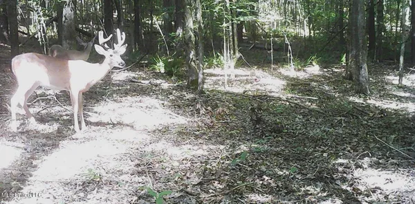 $89,500 | 590 247th Road, Unit COUNTRY, Bruce, MS 38915