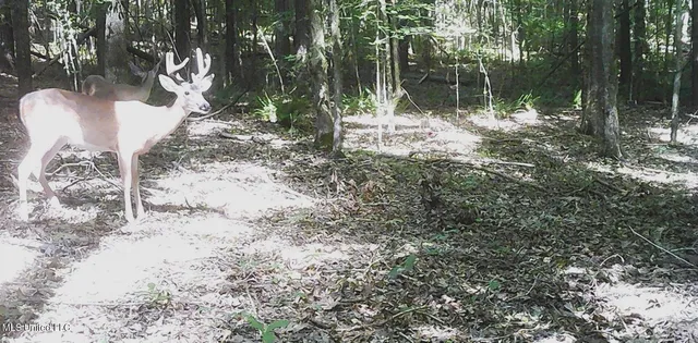 $89,500 | 590 247th Road, Unit COUNTRY, Bruce, MS 38915