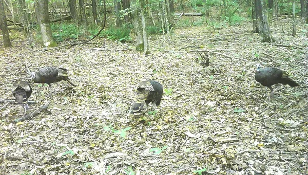 $89,500 | 590 247th Road, Unit COUNTRY, Bruce, MS 38915