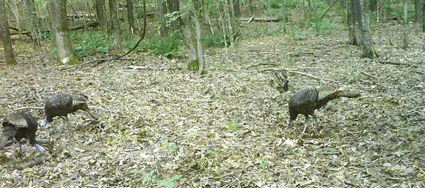 $89,500 | 590 247th Road, Unit COUNTRY, Bruce, MS 38915