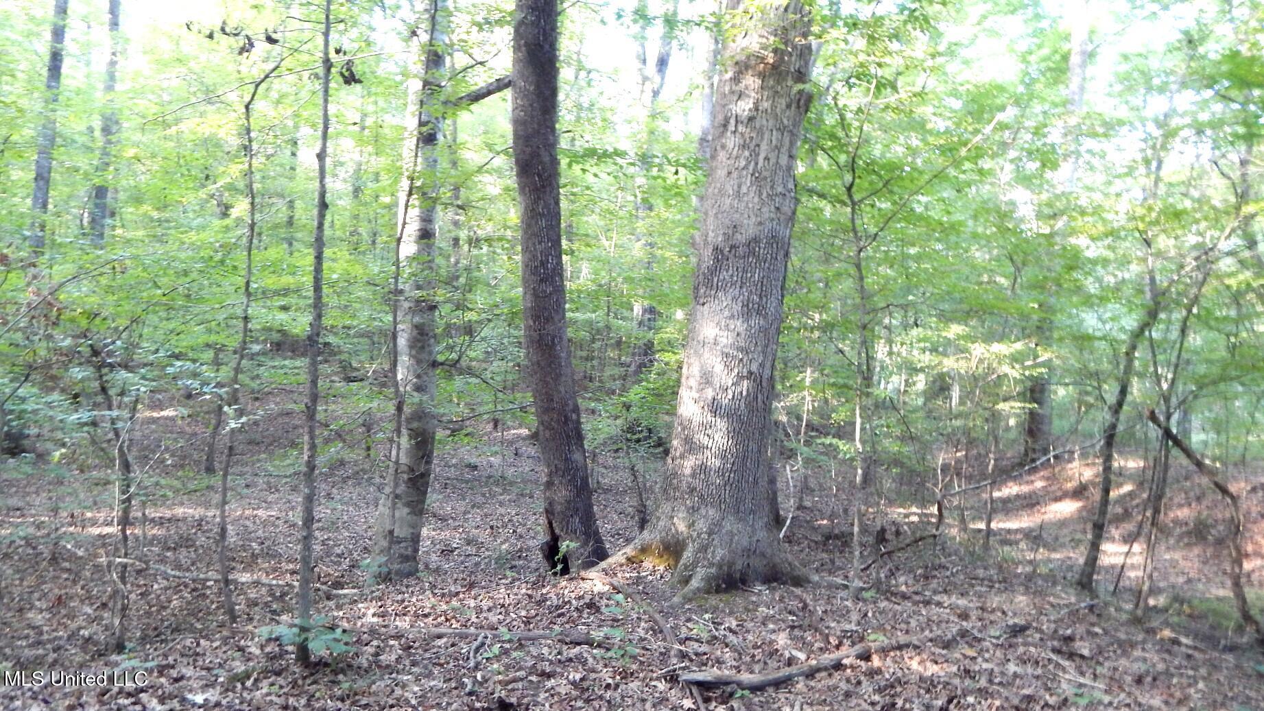 590 247th Road, Unit COUNTRY Bruce, MS 38915 - Photo 39 of 55 DSCN5667