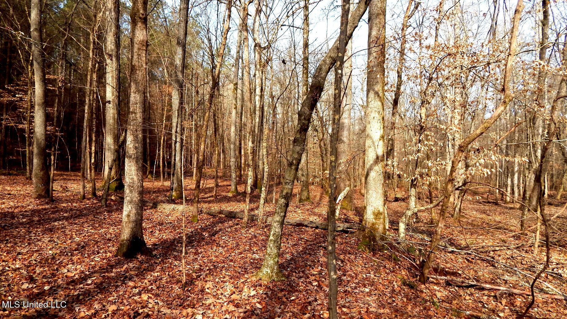 590 247th Road, Unit COUNTRY Bruce, MS 38915 - Photo 48 of 55 DSCN6558