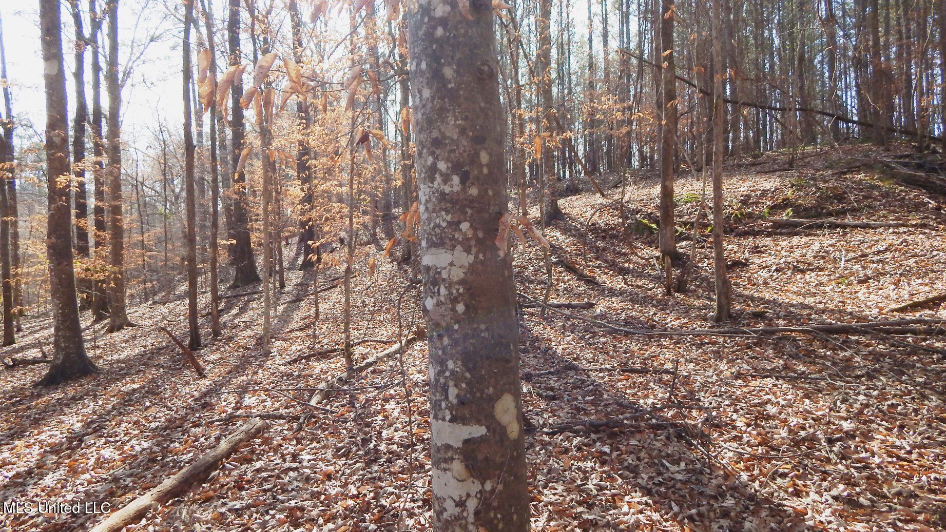 590 247th Road, Unit COUNTRY Bruce, MS 38915 - Photo 54 of 55 DSCN6580