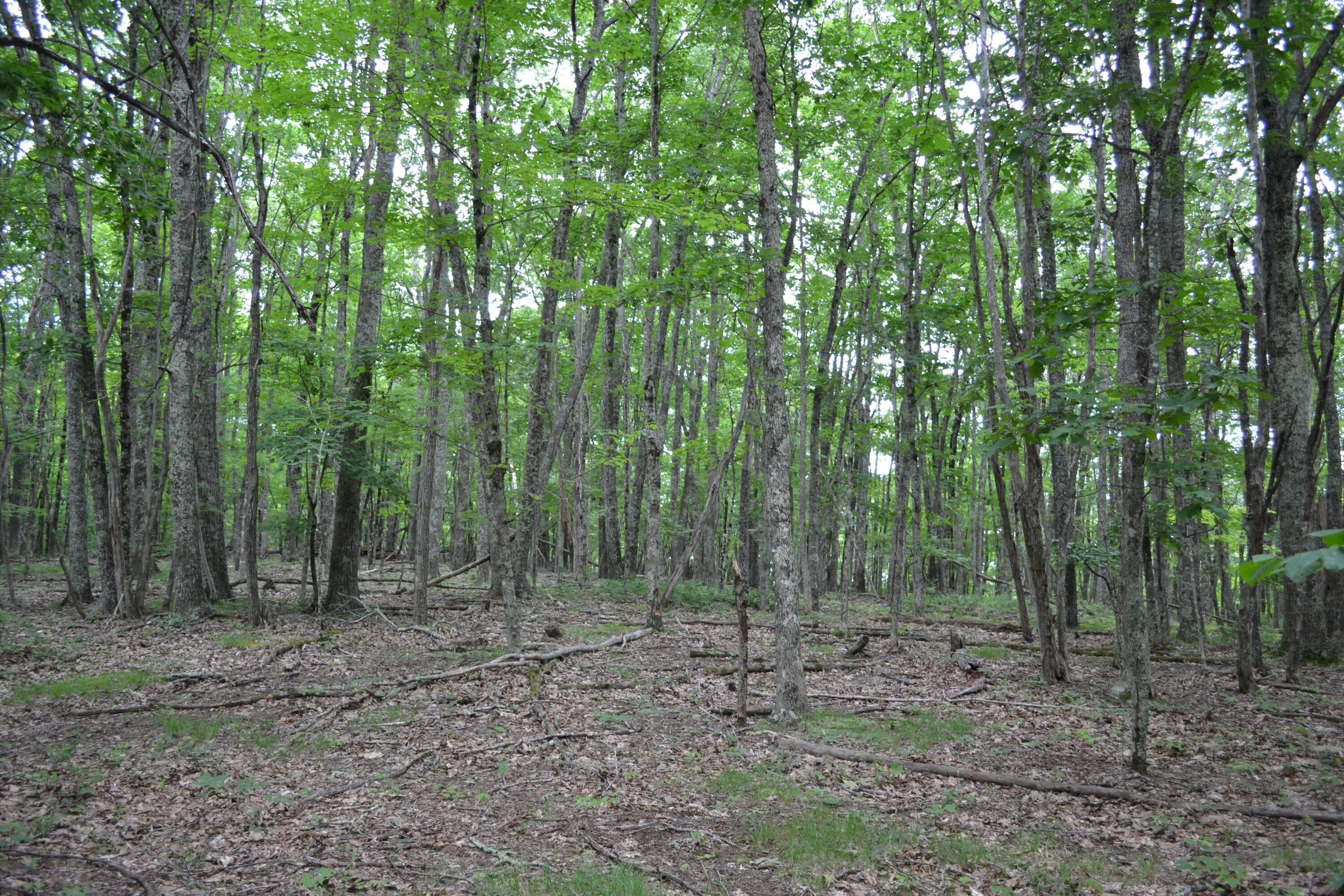 6299 Edray Road Cass, WV 24927 - Photo 4 of 9 Gallery Image 4