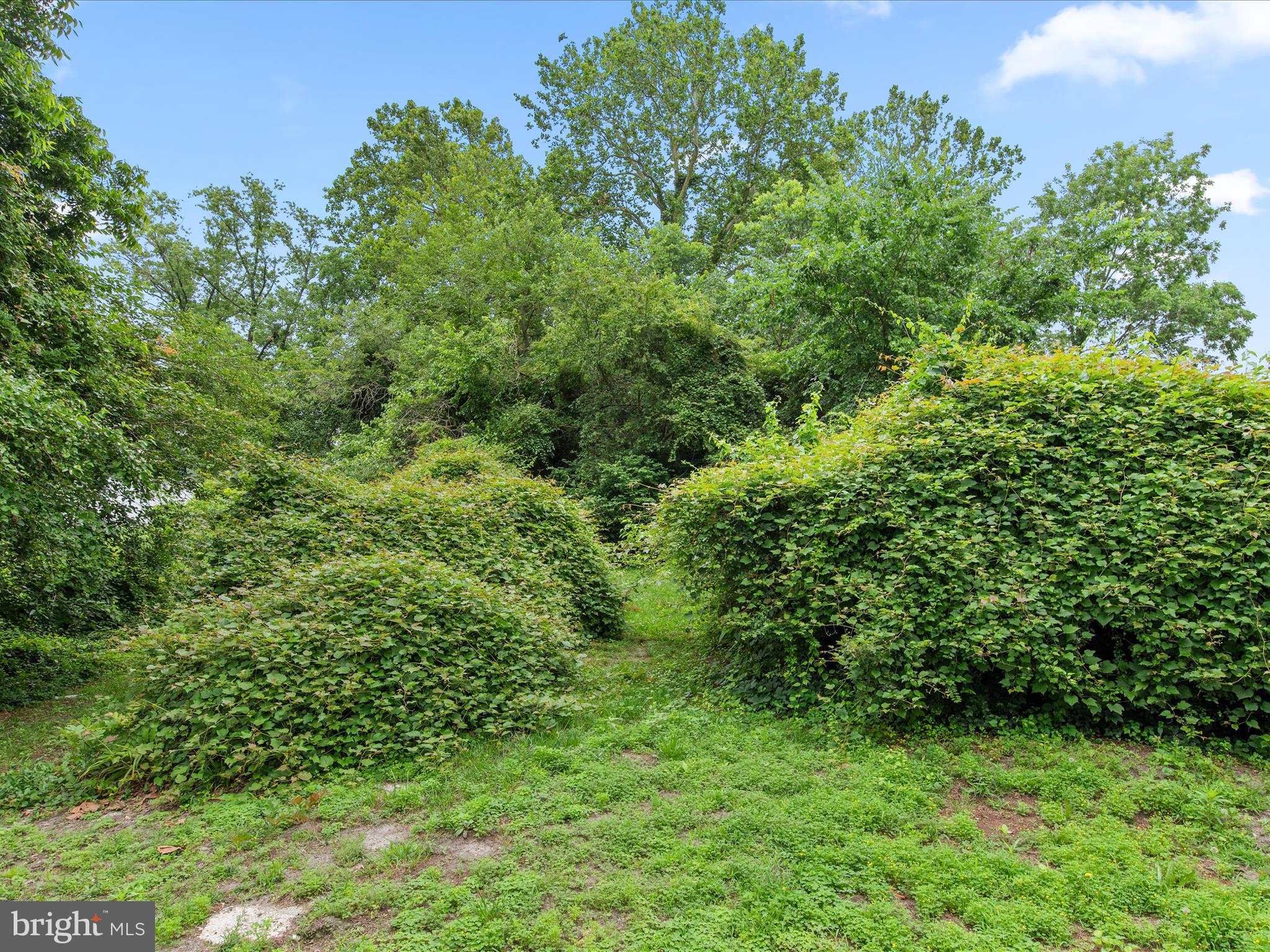 140 Delaware Avenue Laurel, DE 19956 - Photo 42 of 53 Rear Yard