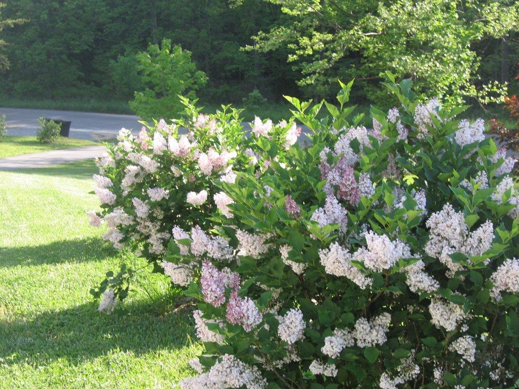 6659 Poage Valley Rd Extension Roanoke, VA 24018 - Photo 4 of 10 Flowers