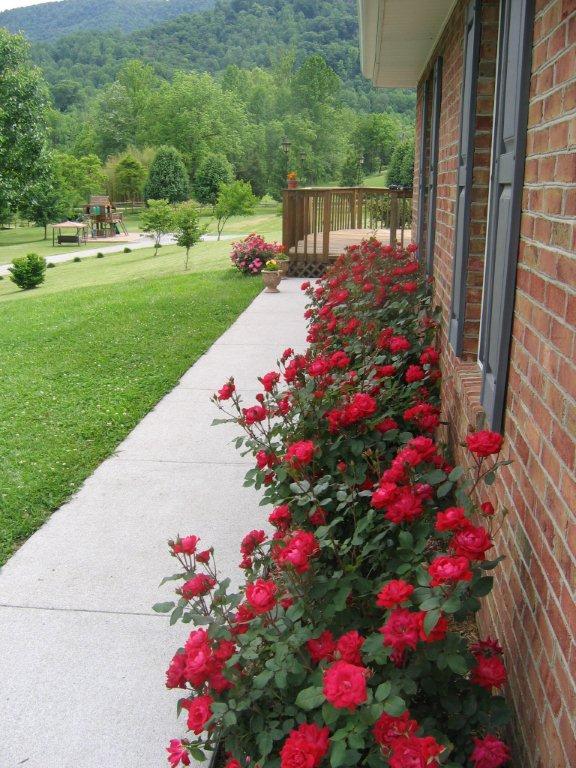 6659 Poage Valley Rd Extension Roanoke, VA 24018 - Photo 6 of 10 Flowers