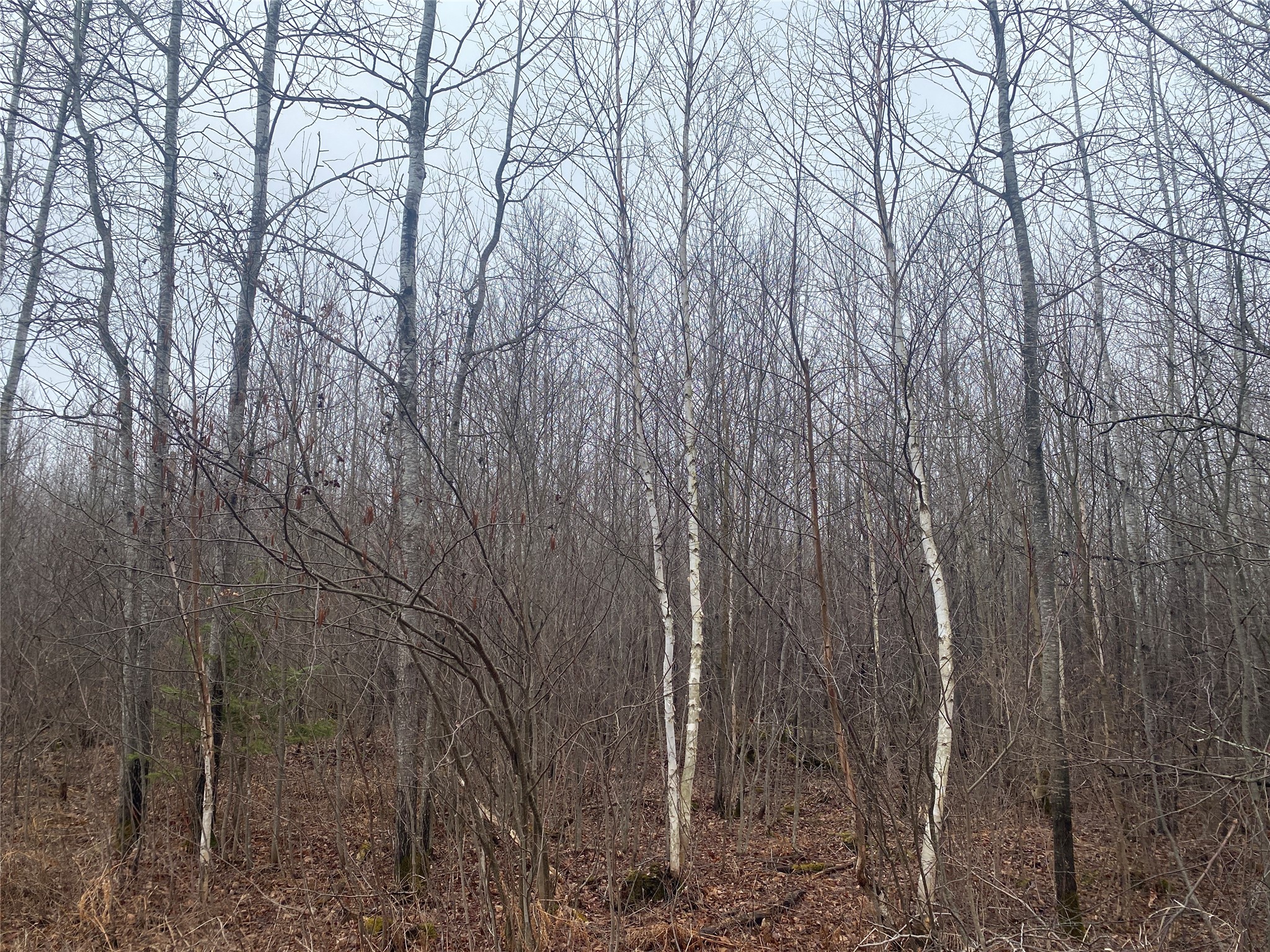On Shauger Road Ogema, WI 54459 - Photo 2 of 8