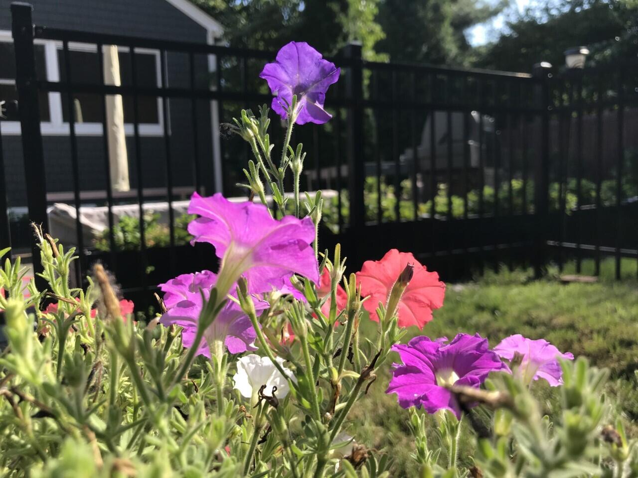 212 West Avenue Darien, CT 06820 - Photo 31 of 40 a view of a flower in a yard