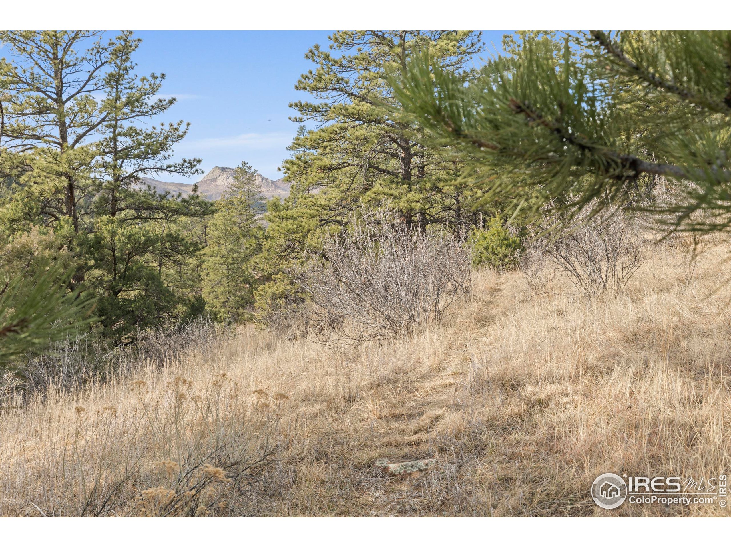 5771 Obenchain Road Laporte, CO 80535 - Photo 20 of 39 a view of a yard