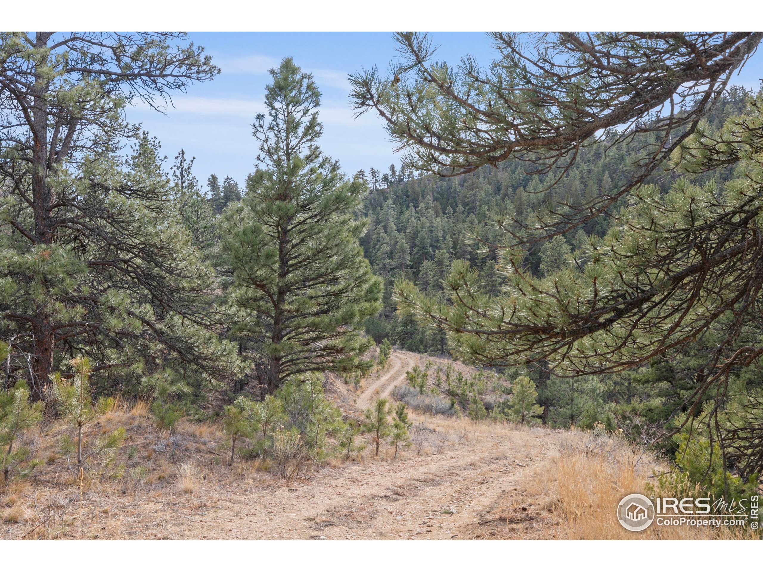 5771 Obenchain Road Laporte, CO 80535 - Photo 21 of 39 a view of a dry yard with trees in the background