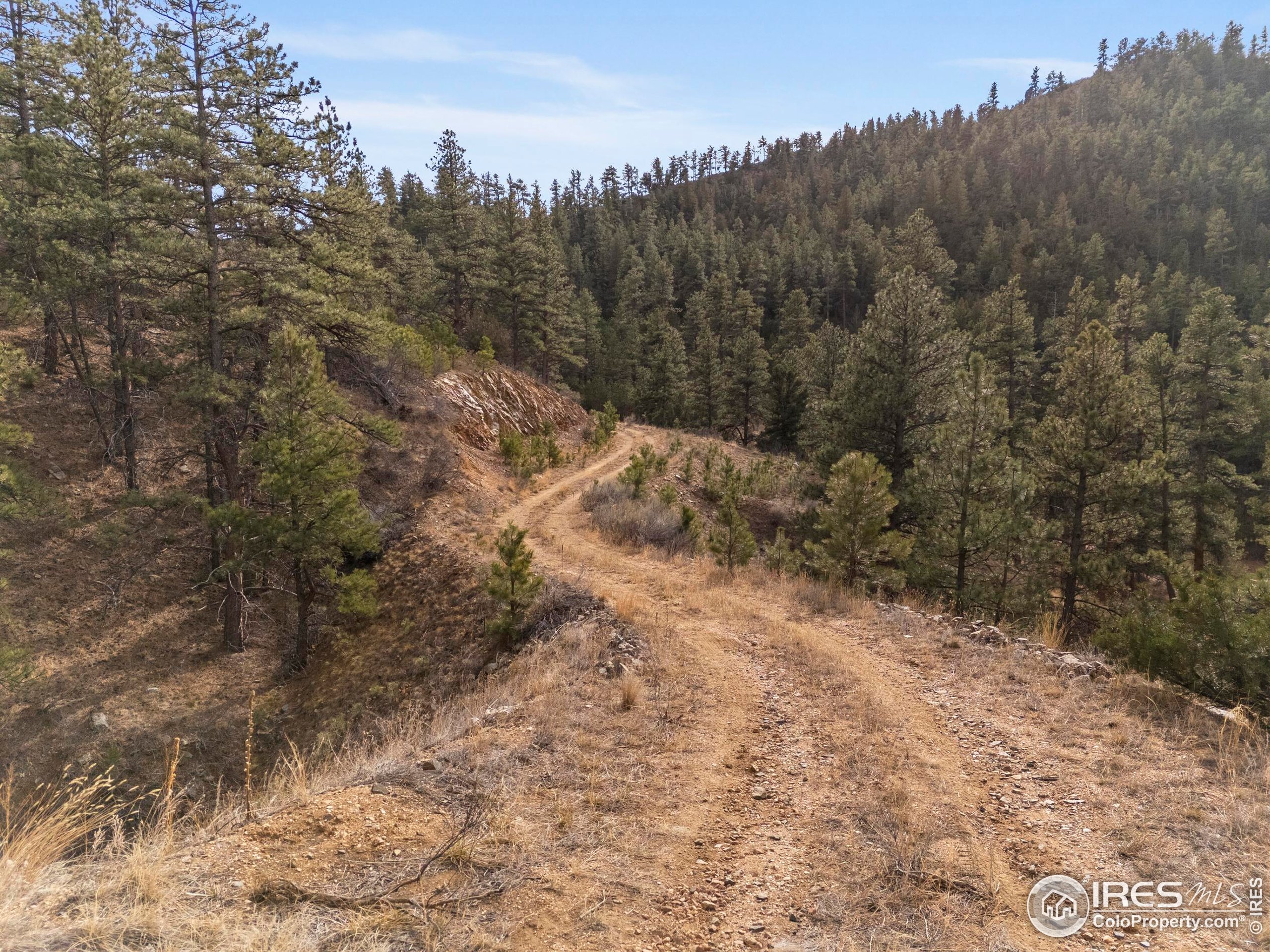 5771 Obenchain Road Laporte, CO 80535 - Photo 5 of 39 a view of a dry yard with trees