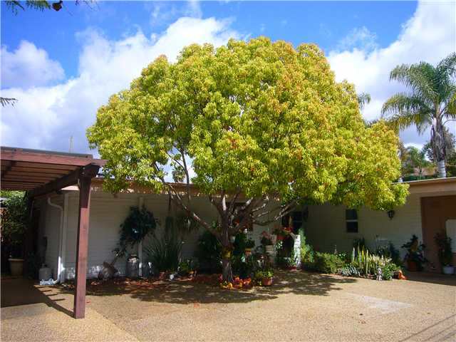 1330 East Fallbrook Street Fallbrook, CA 92028 - Photo 21 of 22 Mature tree in front of home.