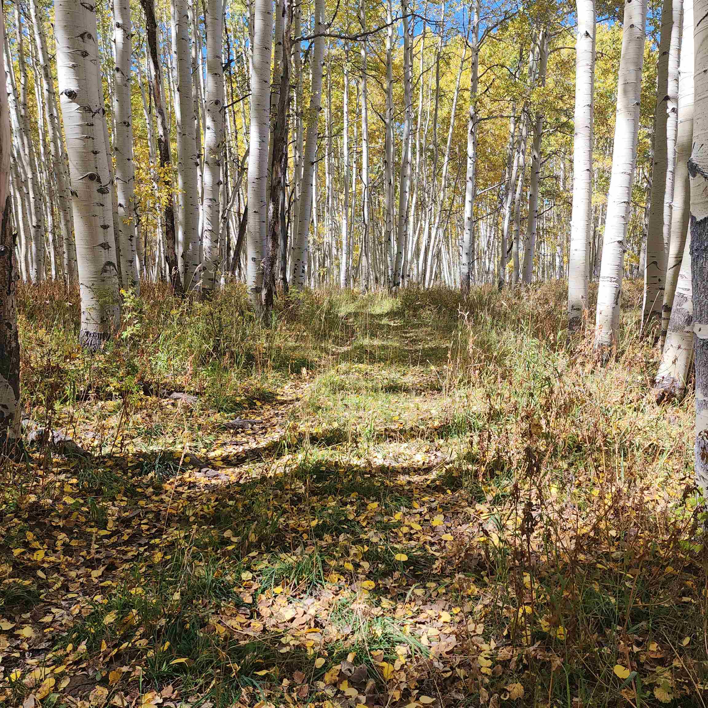 Tbd Z S Road Whitewater, CO 81527 - Photo 17 of 27 a view of a bunch of trees