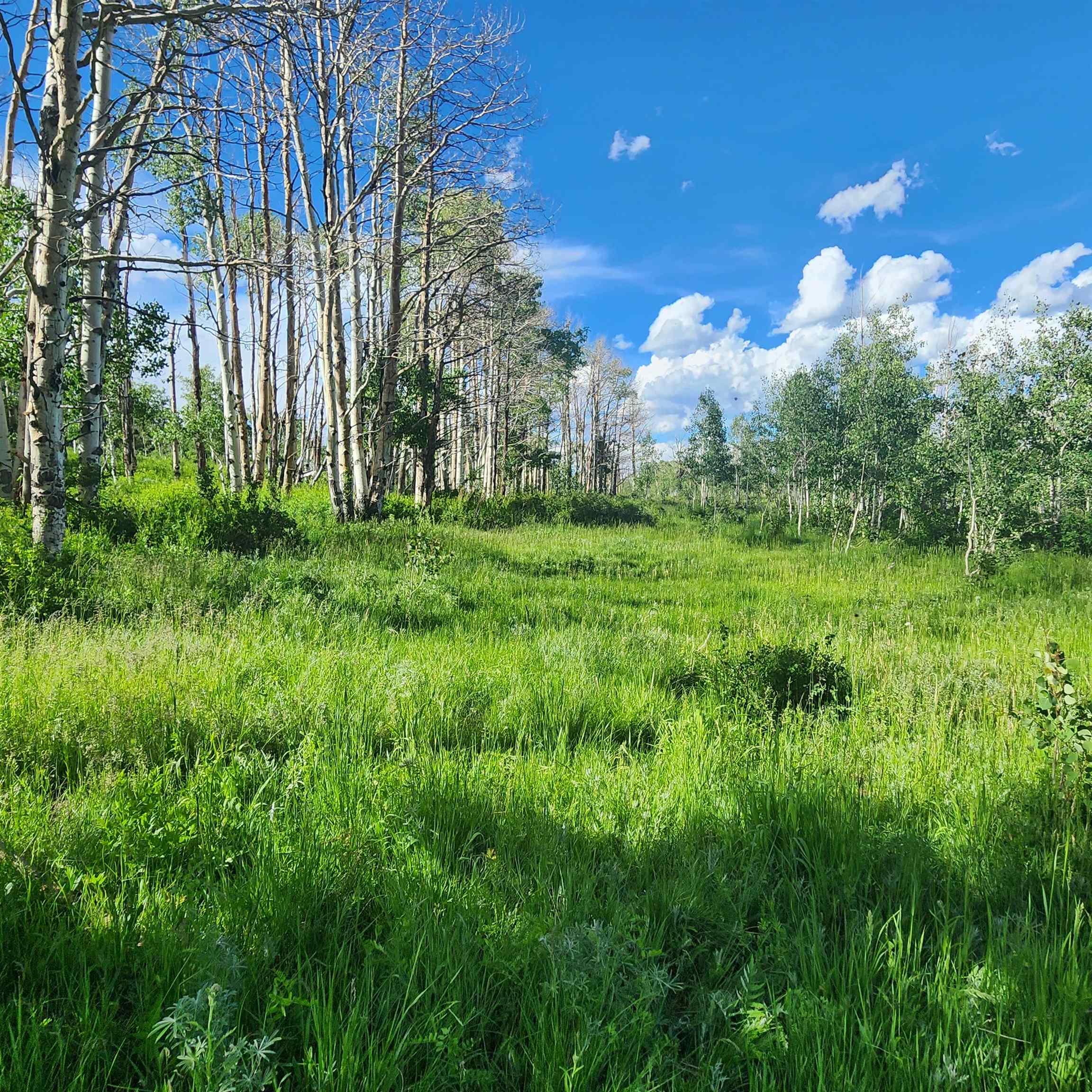 Tbd Z S Road Whitewater, CO 81527 - Photo 2 of 27 a view of a green yard with large trees