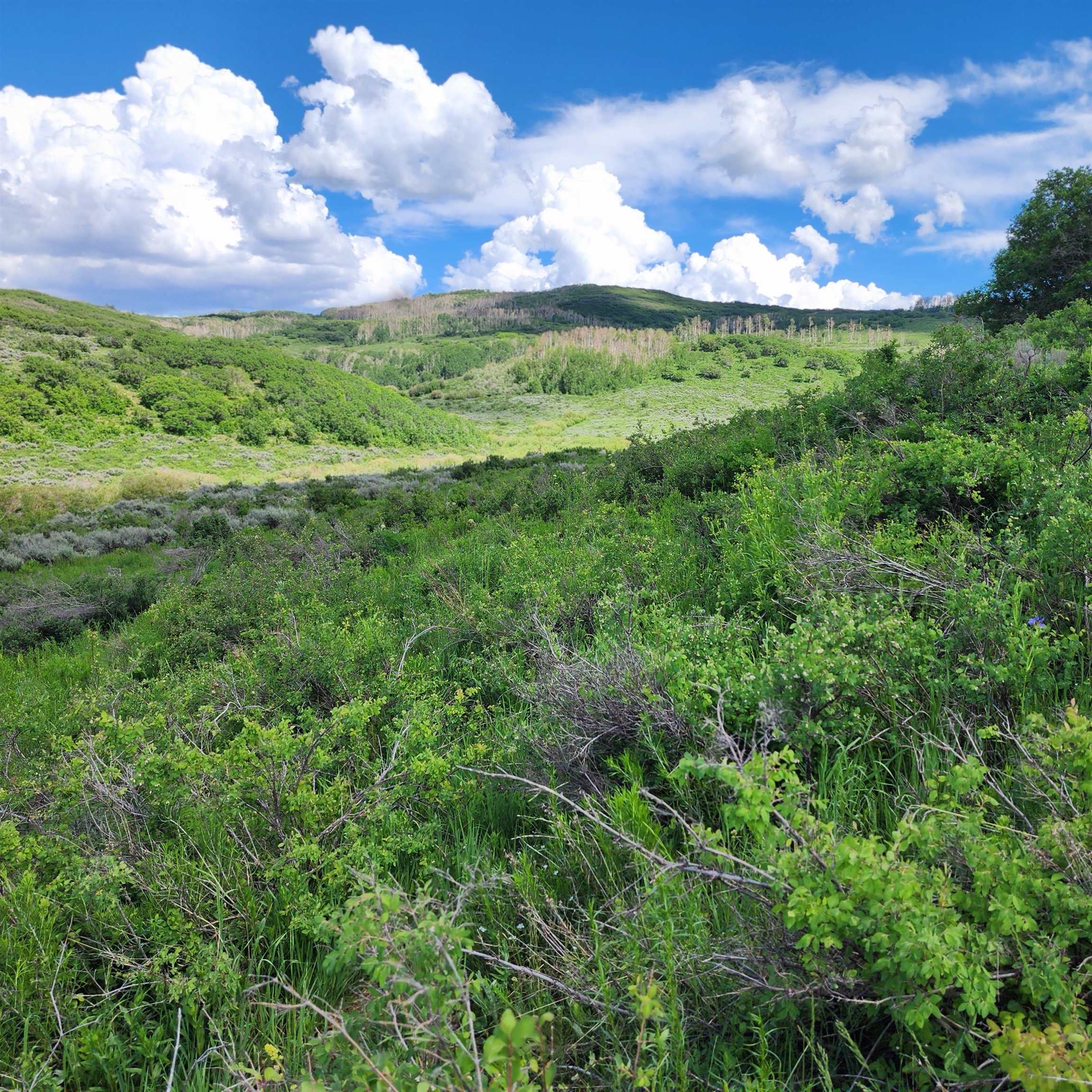 Tbd Z S Road Whitewater, CO 81527 - Photo 5 of 27 a view of a big yard with a garden