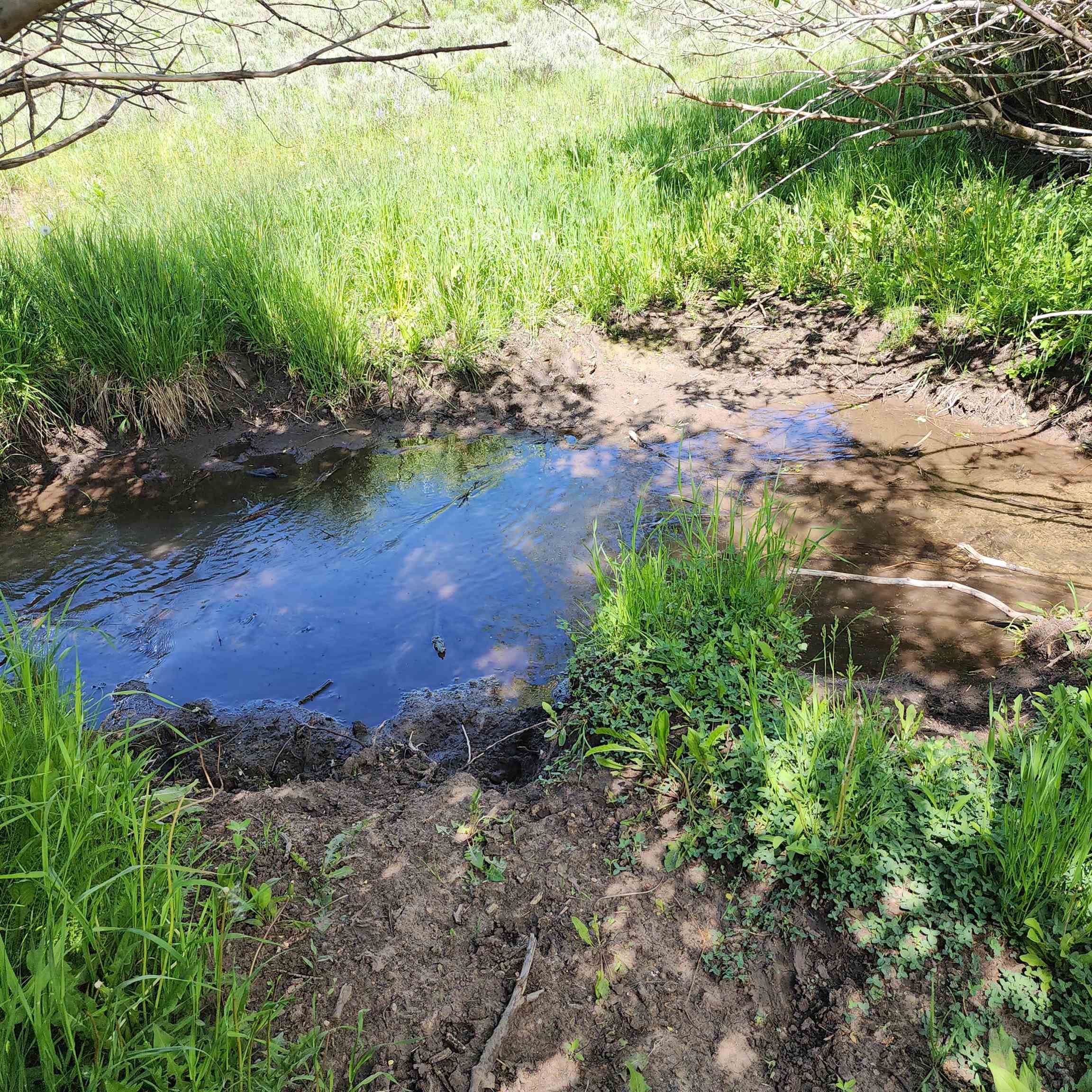 Tbd Z S Road Whitewater, CO 81527 - Photo 7 of 27 a view of a yard with plants and large trees