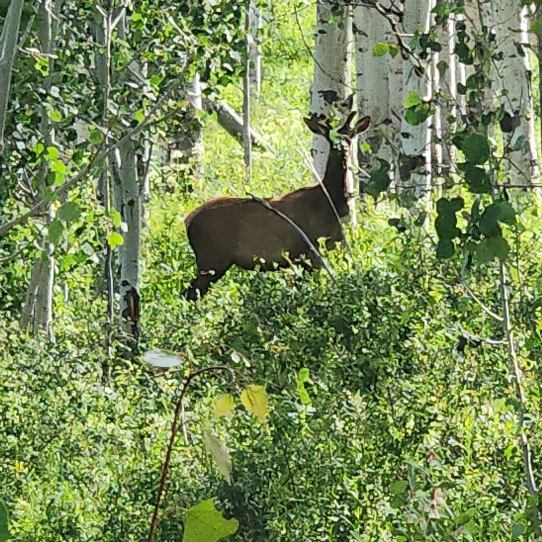 Tbd Z S Road Whitewater, CO 81527 - Photo 9 of 27 a backyard of a house with lots of green space
