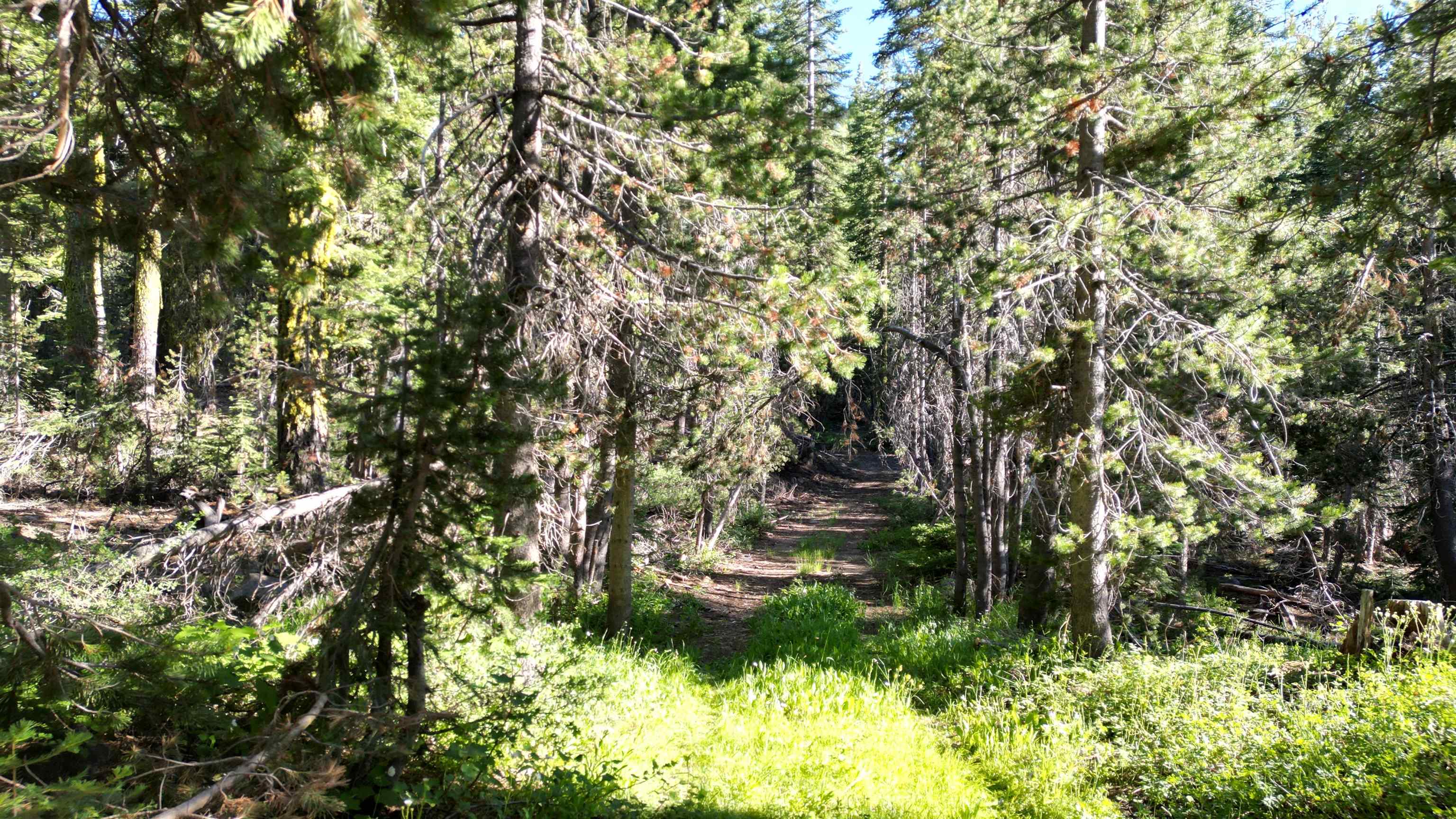 0 Forest Road Nevada City, CA 95959 - Photo 15 of 26