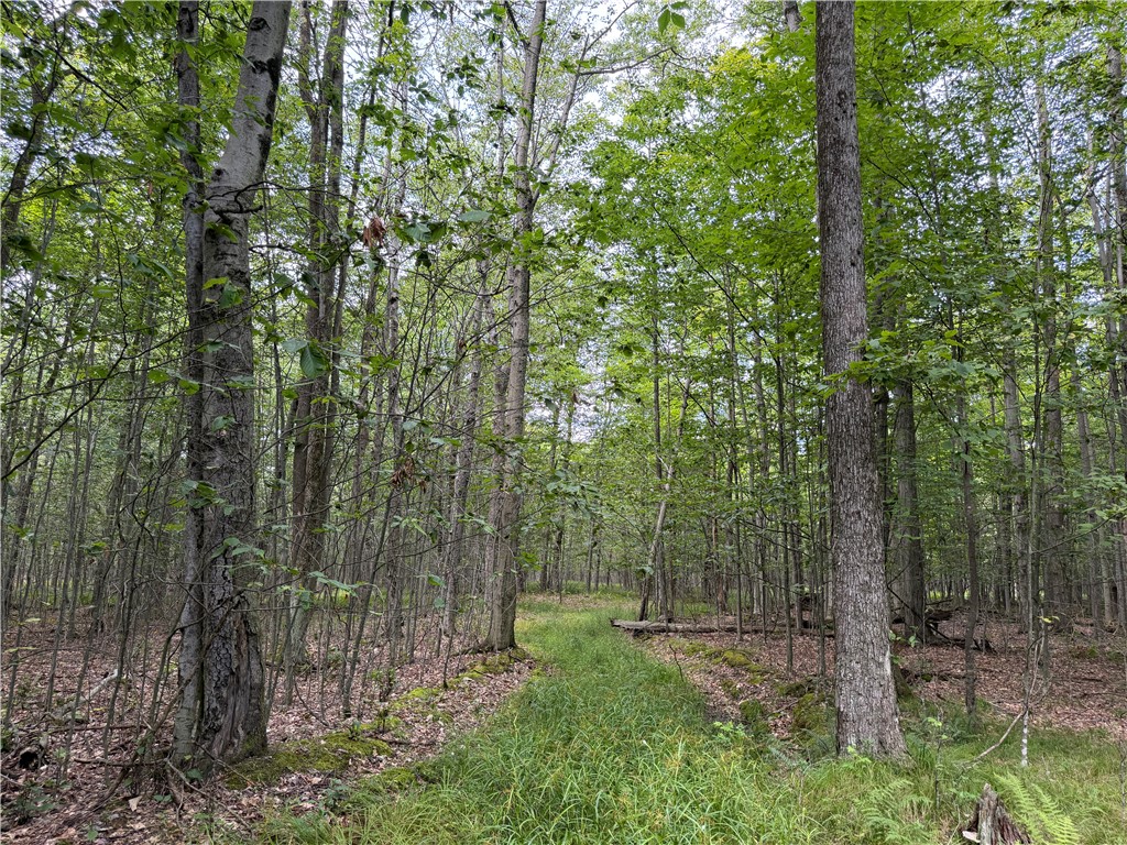 Vl Barney Road North Fillmore, NY 14735 - Photo 16 of 50 Gallery Image 16