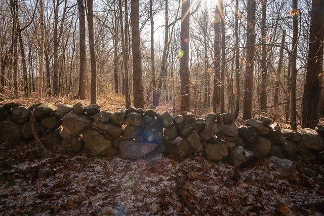 a picture of some trees