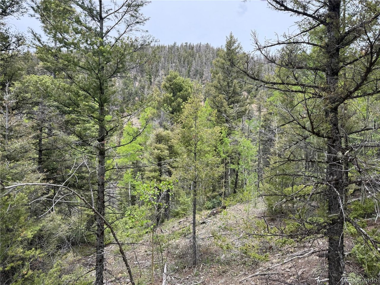 6795 Starkweather Road San Luis, CO 81152 - Photo 5 of 23 a view of a forest with a tree