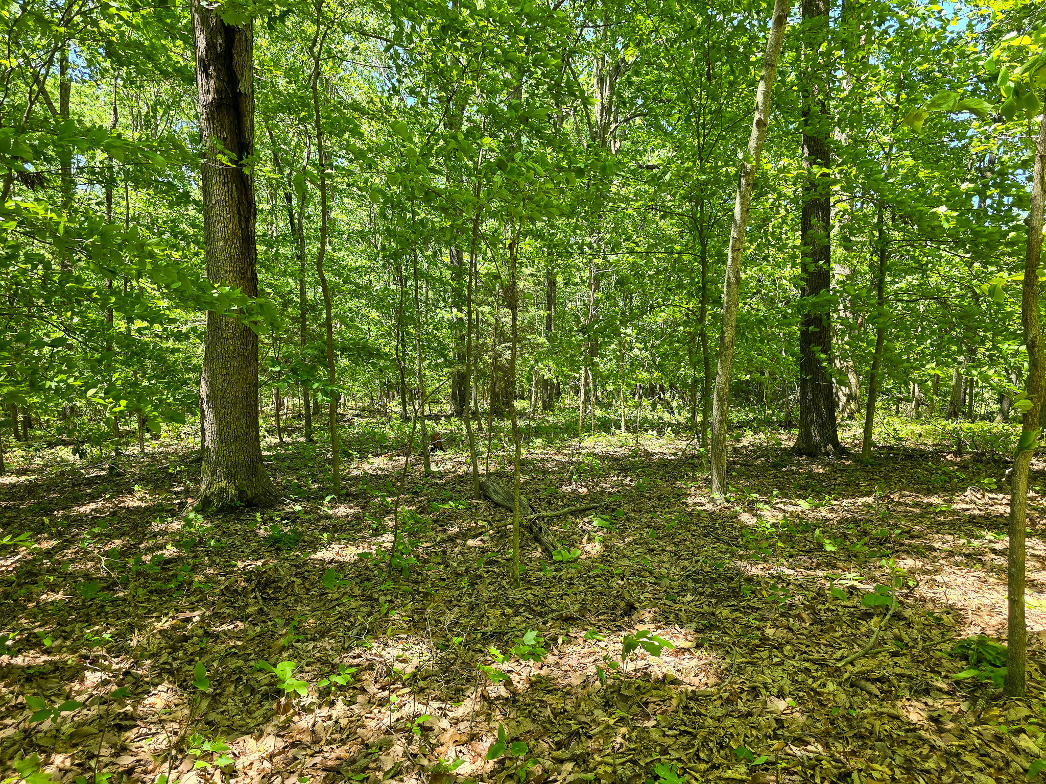 9999 Walter Huff Road Liberty, KY 42539 - Photo 22 of 42 20250517_135318