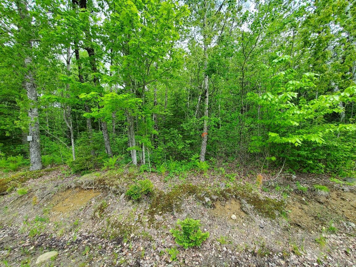 77 South Princeton Road Alexander, ME 04694 - Photo 4 of 31 approx location of Tozier line in deed