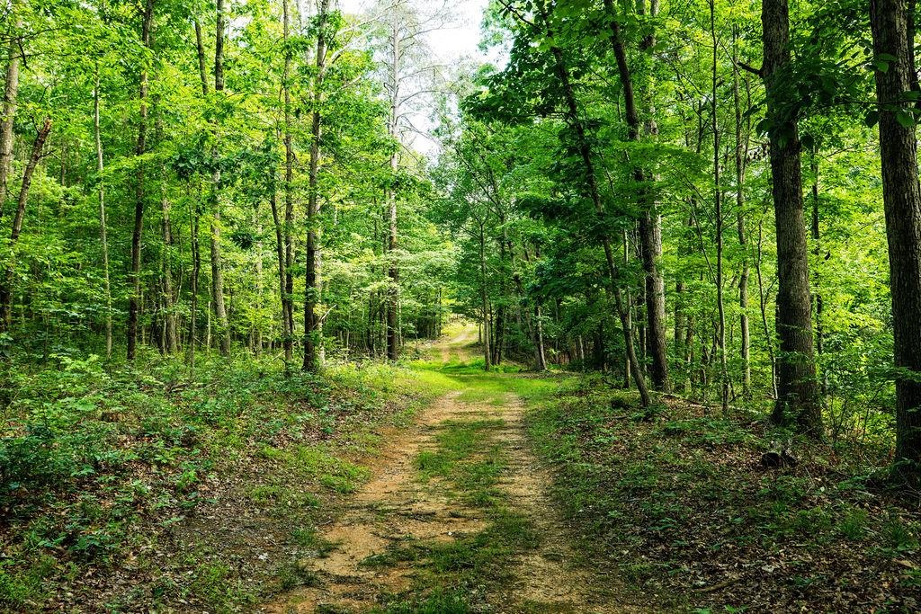 Tbd Calf Mountain Road Waynesboro, VA 22980 - Photo 20 of 36