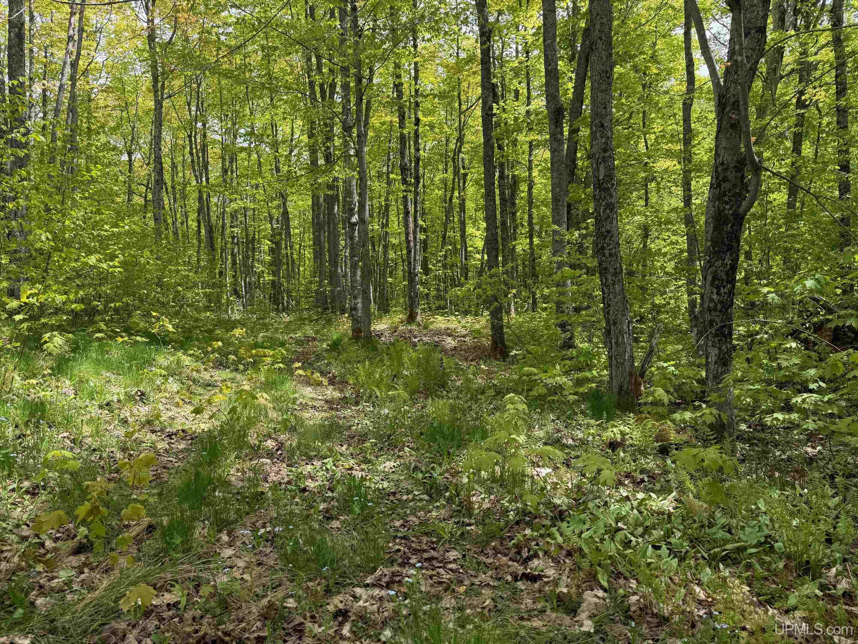 Tbd10 Twin Lakes Road Toivola, MI 49965 - Photo 6 of 18 Gallery Image 6