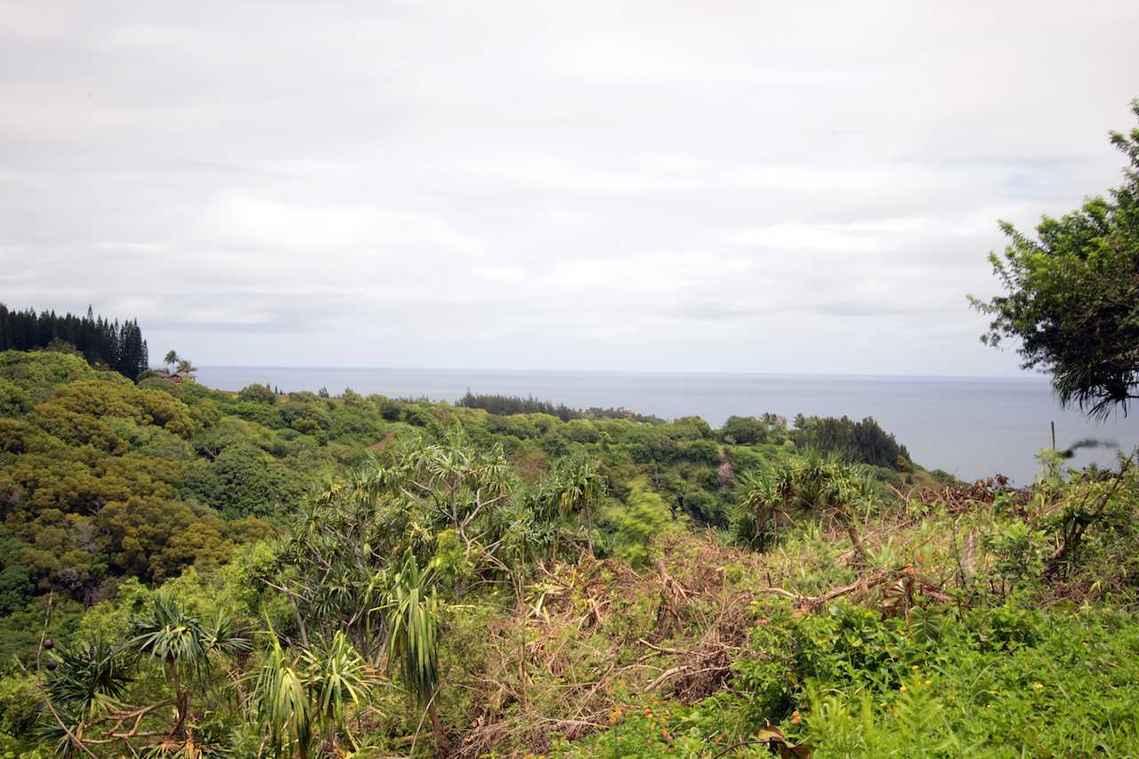 0 Pono Road Haiku, HI 96708 - Photo 12 of 20 view of a bunch of trees