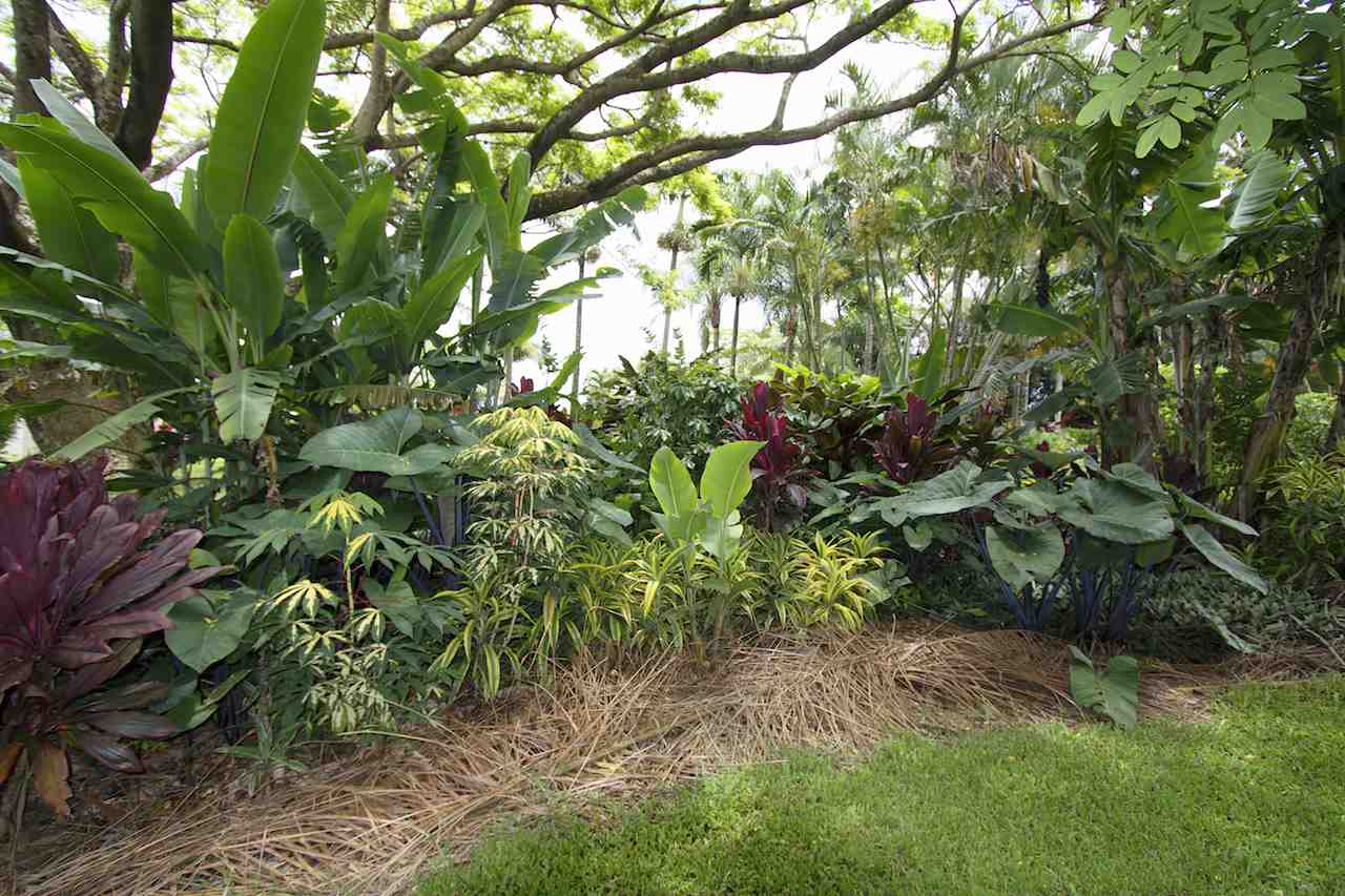 0 Pono Road Haiku, HI 96708 - Photo 17 of 20 a view of a tree in a yard