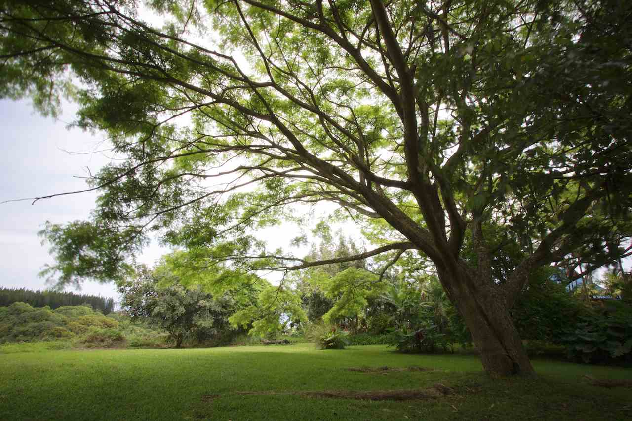 0 Pono Road Haiku, HI 96708 - Photo 10 of 20 a view of green field