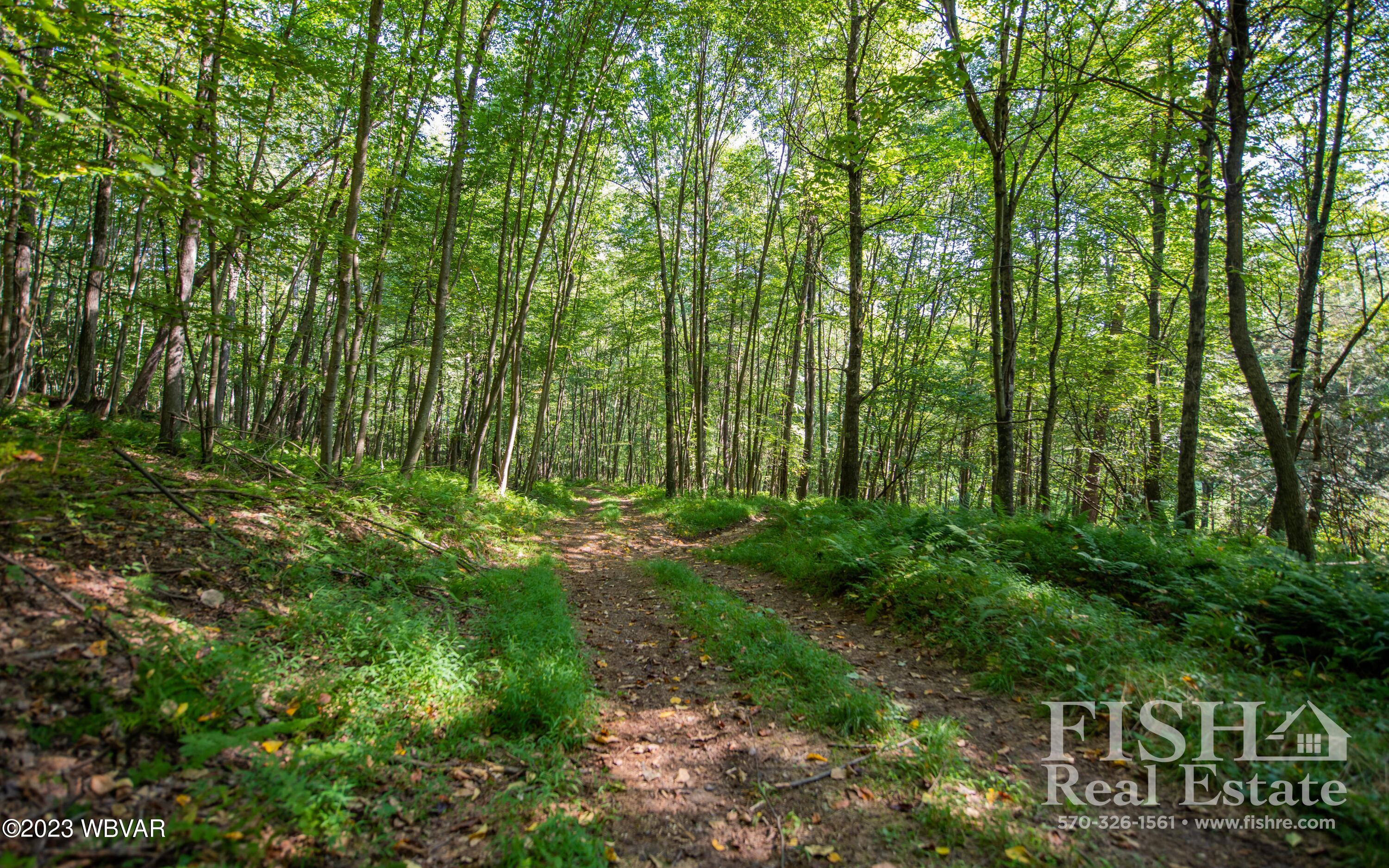 357 Hoagland Run Road Cogan Station, PA 17728 - Photo 8 of 39 Gallery Image 8