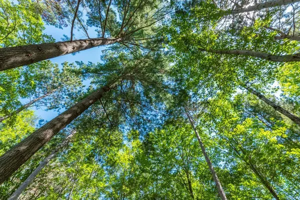 $1,695,000 | 8559 Sunset Shores Pine River, Pine River, MN 56474