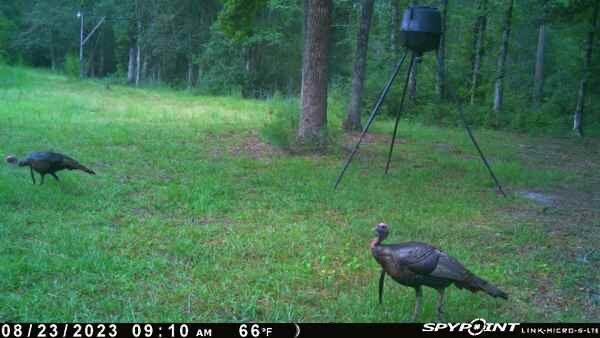 3533 French Santee Road Jamestown, SC 29453 - Photo 31 of 33 Wild Turkey