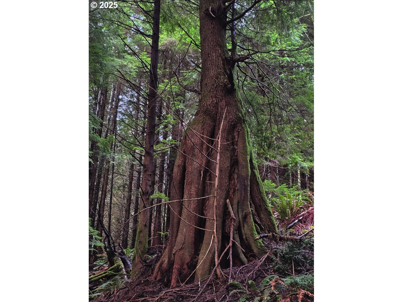 17834 Lower Smith River Road Reedsport, OR 97467 - Photo 14 of 14 a view of a yard