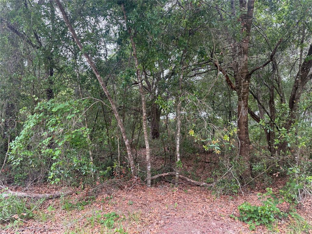 3462 East Michael Street Inverness, FL 34453 - Photo 5 of 5