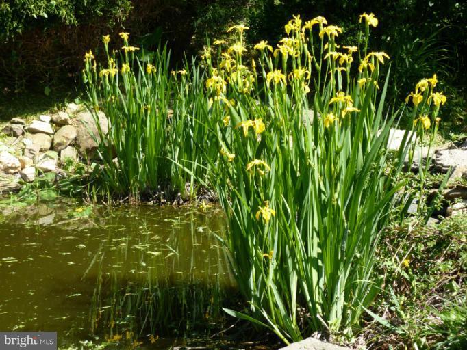 23183 Cobb House Road Middleburg, VA 20117 - Photo 2 of 21 Iris's in the pond