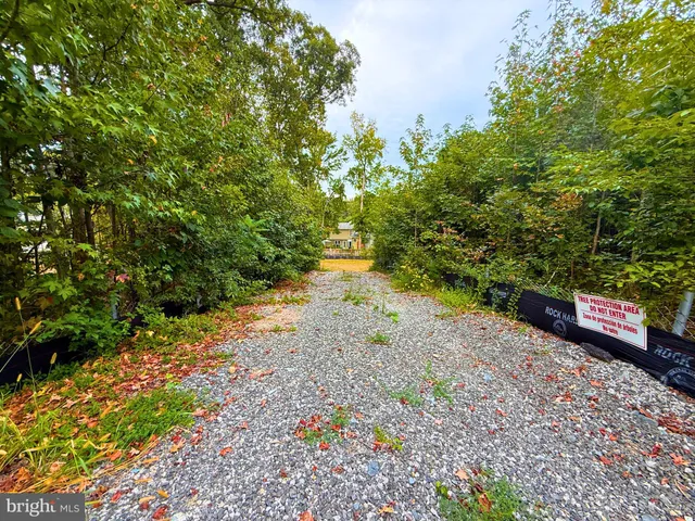 a view of a yard with plants and large trees
