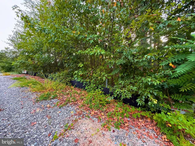 a view of a garden with a tree