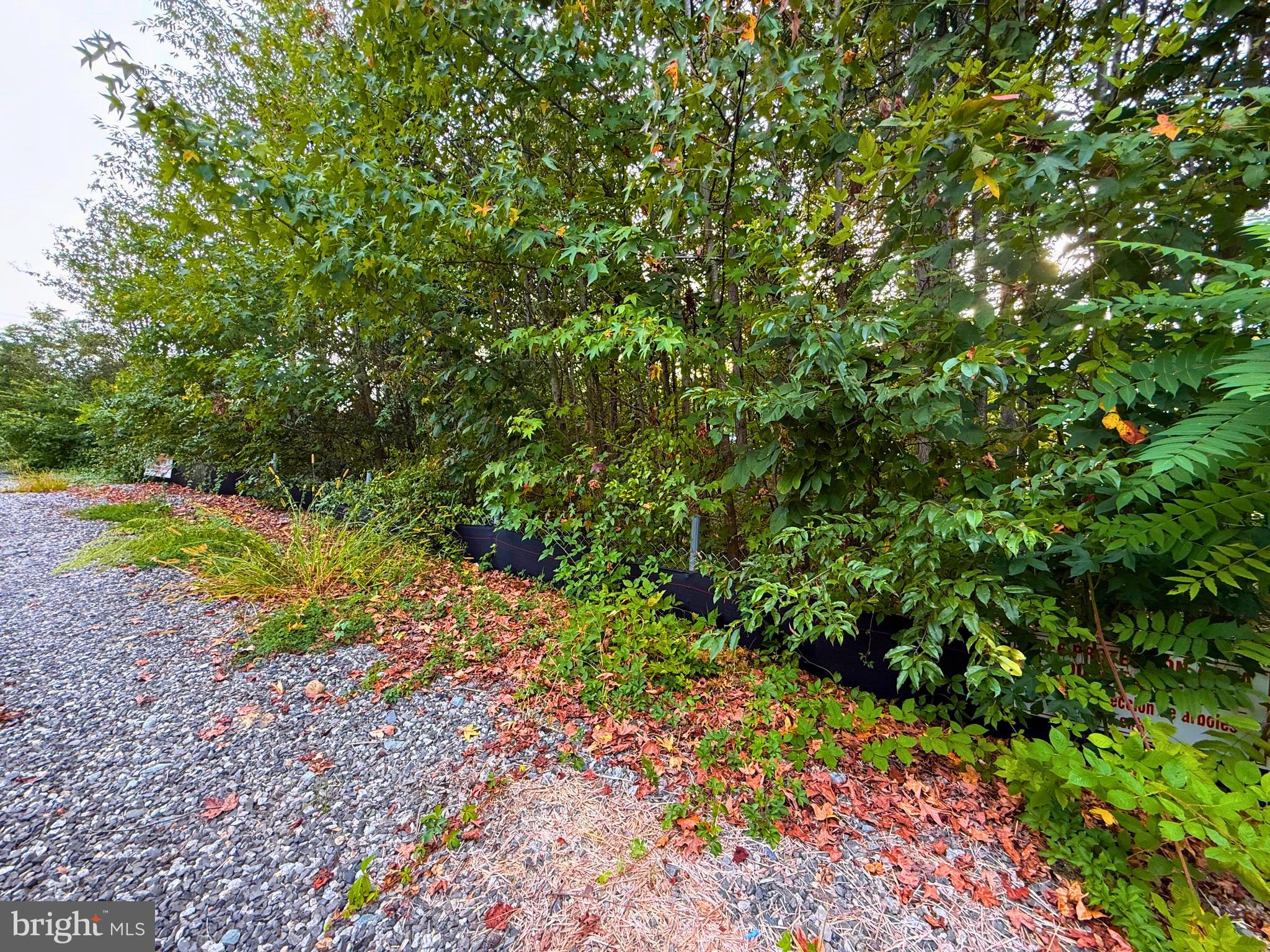 8811 Ox Road Fairfax Station, VA 22039 - Photo 6 of 12 a view of a garden with a tree