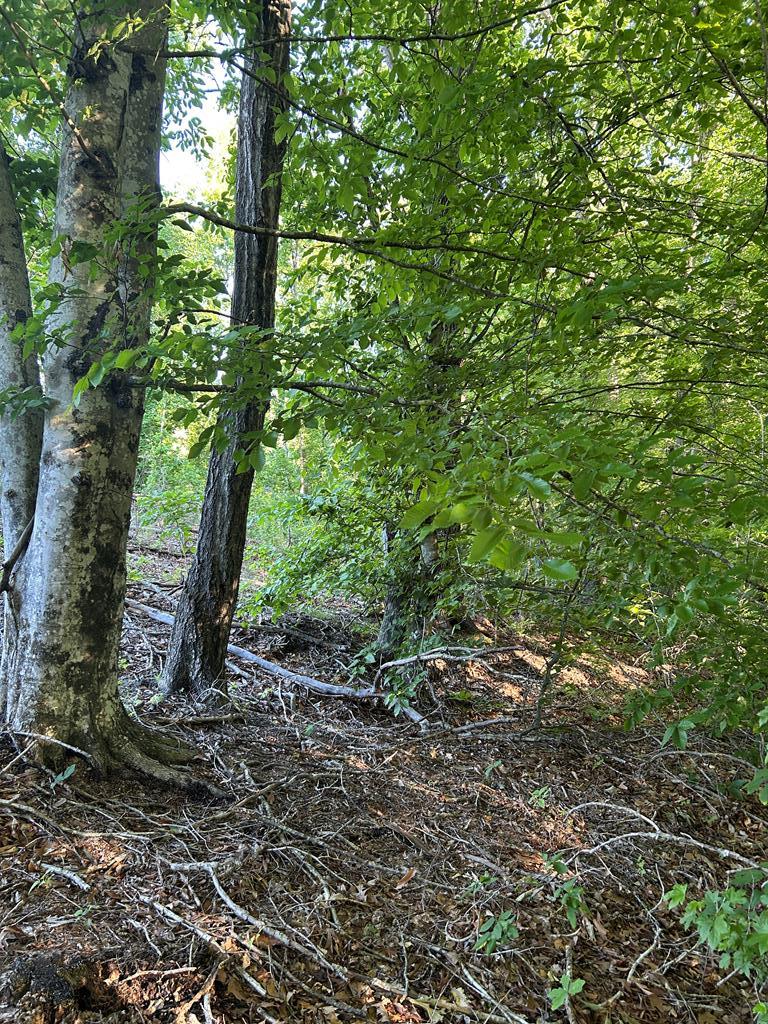 Lees Mill Road Drakes Branch, VA 23937 - Photo 4 of 8 Gallery Image 4