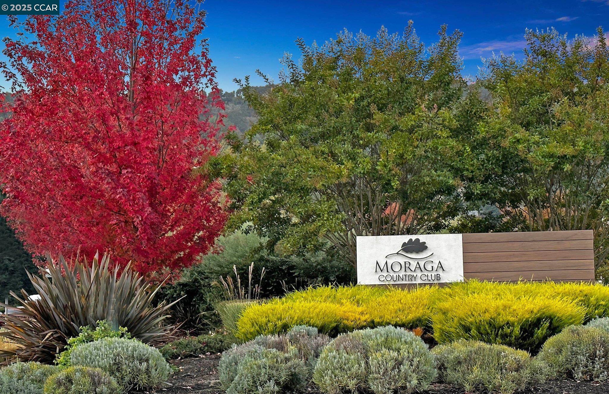20 Tamarisk Moraga, CA 94556 - Photo 8 of 18 a view of a garden with a tree